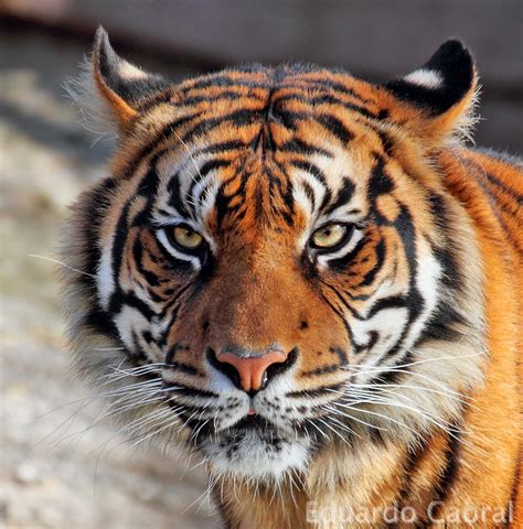 Sintético 105 Foto A Que Velocidad Corre Un Tigre Cena Hermosa