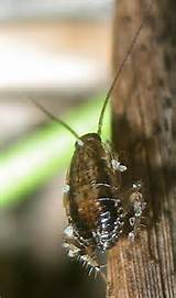 Pictures of Young Cockroach Photos
