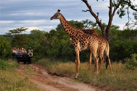 Top 5 African Safari Destinations For An Unforgetable