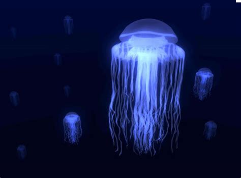 Box Jellyfish The Biggest Animals Kingdom