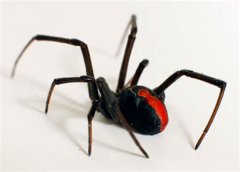Ilalio My Information Report About Redback Spiders