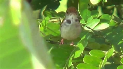 Kicau Burung Prenjak Sawah di Alam Liar (Burung Master Series) - YouTube