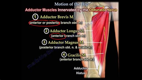 Anatomy Of Movement Of The Hip Everything You Need To Know Dr