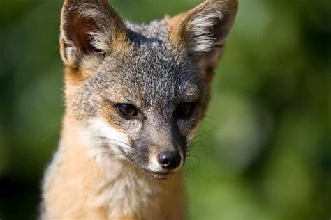 Nature In Focus Capturing The Island Fox Gallery Nature And Wildlife
