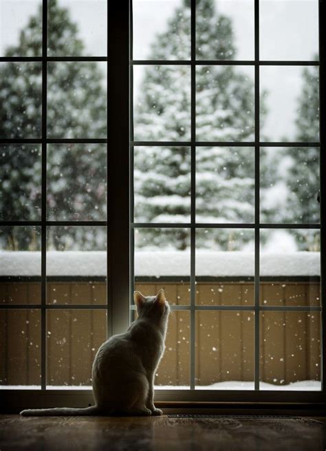 First Snow By Casabayphoto 50 Amazing Photos Of Cats Being Cats