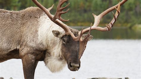 Tochibaum Selbst Skulptur Le Caribou Bürger Stickerei Erben