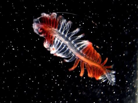 A Striped Deep Sea Worm Marine Life Deep Sea Creatures Ocean Creatures