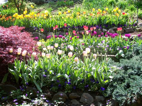 Tulip Garden At Ananda Village In Nevada City California