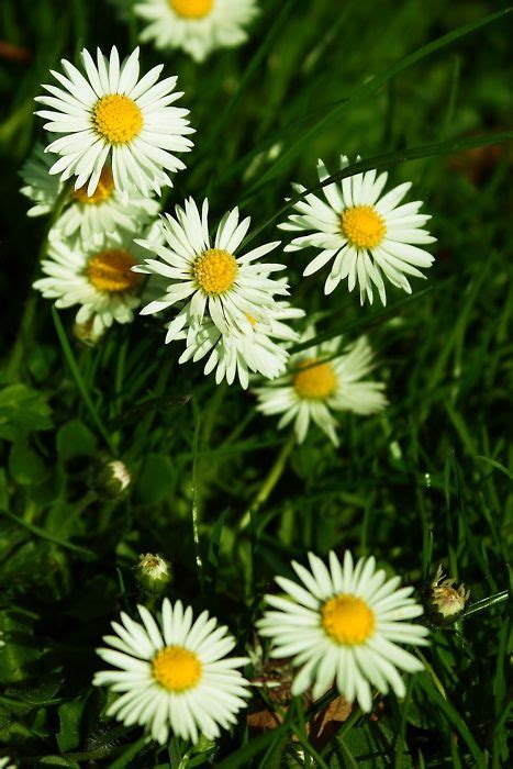 Diasy Bellis Perennis From Last Year Summer Photos Plant Types Of Daisies Nature Photography
