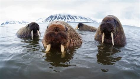Three Walpopos Swimming In The Water With Their Tusks Sticking Out And