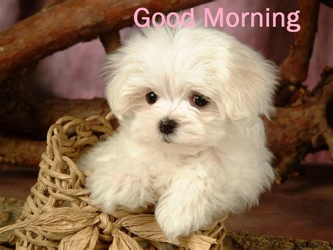 Images For Whatsapp Good Morning With Puppy