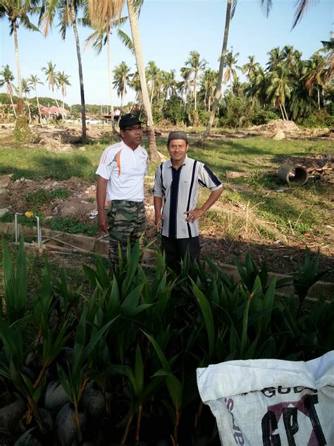 Kelapa matag (cocos nucifera 'matag') merupakan kultivar kelapa yang disyorkan untuk tanaman di malaysia oleh membekal dan menjual anak pokok kelapa matag. KELAPA MATAG - PUSAT SEMAIAN AHLI PELADANG KAW PT ...