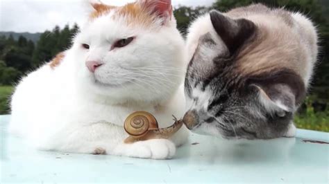 Zen Cat Loves Snails Cat Fancast