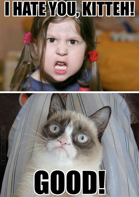 What Do You Want Funny Grumpy Cat Memes Grumpy Cat Meme Grumpy Cat