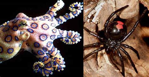 6 Of The Scariest Animals You Can Find In Australia Elite Readers
