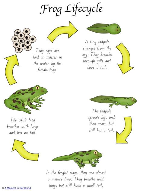 Maybe you would like to learn more about one of these? Frog Life Cycle Activity Pack | Frog life cycle activities ...