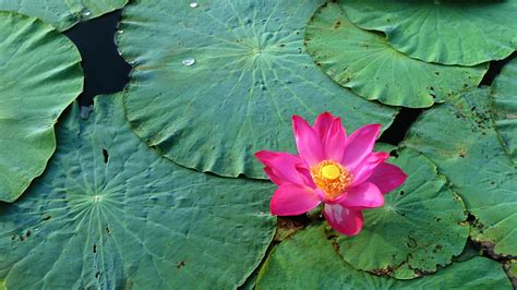 Wallpaper Leaves Water Nature Green Rose Blossom Lotus Leaf