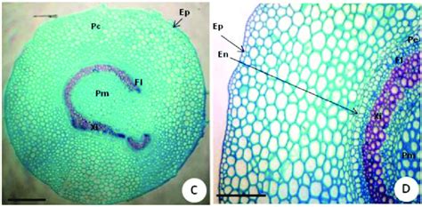 Adiantum lafolium A Corte transversal da raiz visão geral B Detalhe