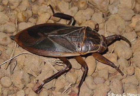 Eight Horrifying Modern Day Gigantic Insects