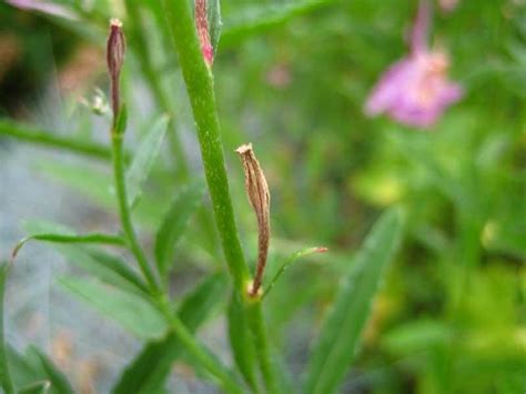 Photo Of The Seed Pods Or Heads Of Showy Pink Evening Primrose