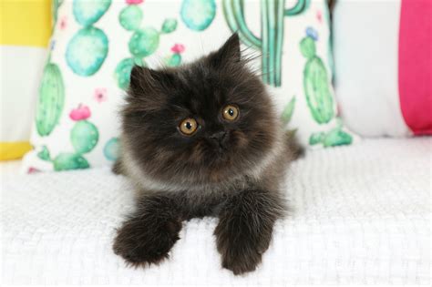 Smokey Bear Persian Kittens For Sale In A Rainbow Of Colors Call Us