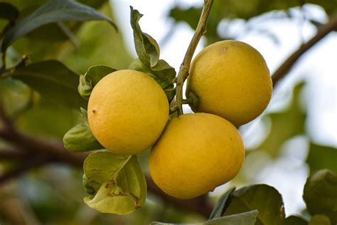 Citrus Fruits Yellow Lemons Free Photo On Pixabay Pixabay