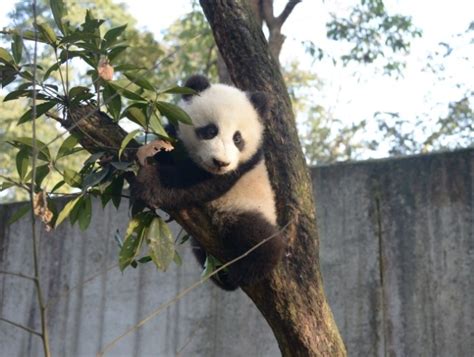 Baby Panda Cub A Skilled Tree Climber Cn