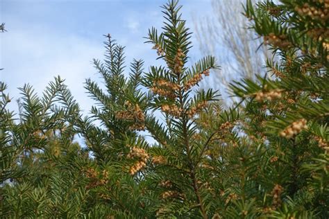 Erect Branches Of European Yew With Male Cones Against Blue Sky In