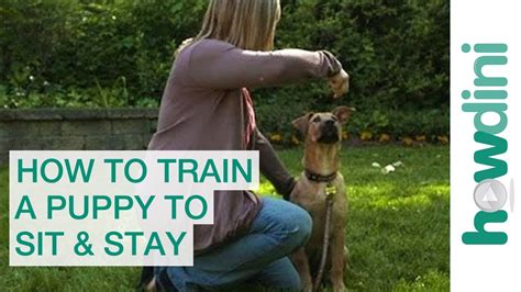 How To Train A Puppy To Sit And Stay How To Train Your Dog Youtube