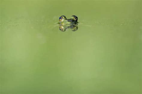 Animal Beady Eyed Blur Ecology Eyes Frog Green Little Nature