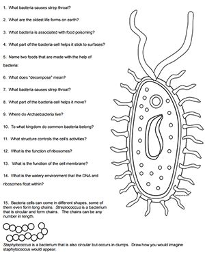 Color A Typical Prokaryotic Cell Worksheet
