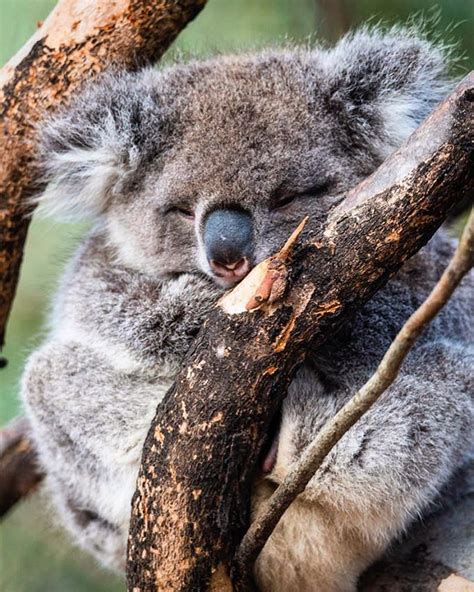 Sleeping Is Something Koala Do Very Well So Well In Fact That Its