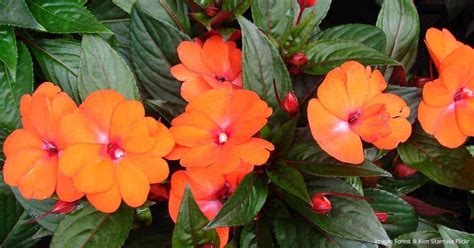 New Guinea Impatiens How To Plant Care For And Grow