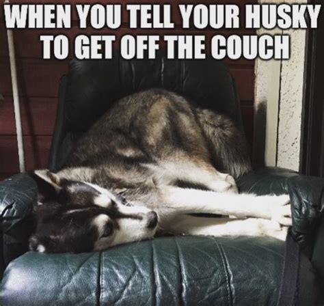 35 Best Siberian Husky Memes Of All Time Page 5 Of 11 The Paws