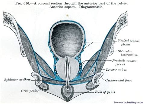 Muscles Of The Urogenital Region Male Prohealthsys