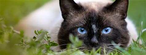 Talkative, active, and bonded to their the rare flame point siamese cats, by owner accounts, tend to have the best personality traits of the. 6 Traits of Siamese Cats to Celebrate National Siamese Cat ...