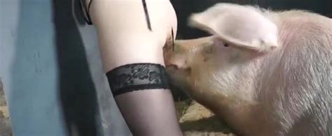 Pig Fucks Girl Zoo Tube 1