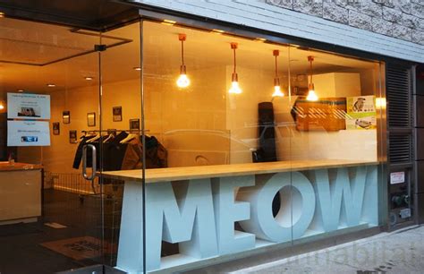 Huntington's first cat cafe lounge! New York City's First Cat Cafe opens on the LES (PHOTOS) | 애견