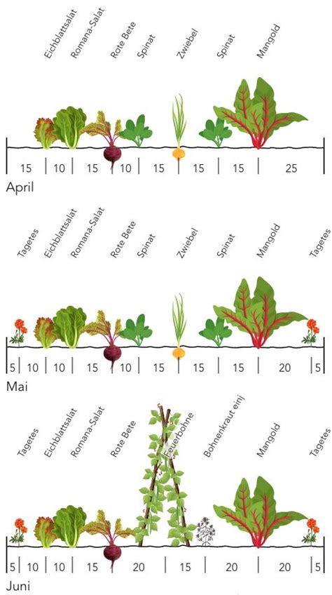 Beetplan für Mischkultur | Garten bepflanzen, Gemüse anpflanzen, Garten