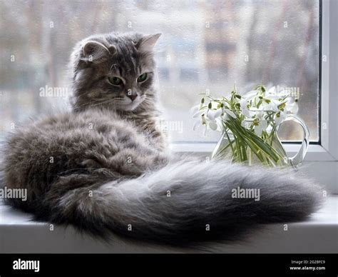 Cute Kitten Flowers Hi Res Stock Photography And Images Alamy