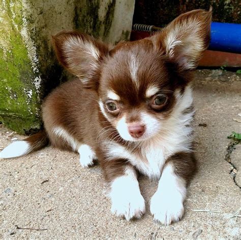 Pin By Shirley Wright On Chihuahua Cute Baby Animals Chihuahua