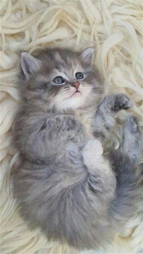 precious gray kitten pictures   images  facebook tumblr pinterest  twitter