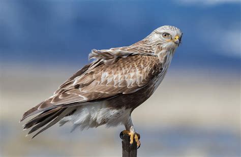 The Hawks Of Ohio 9 Species To Look For