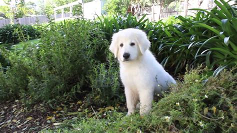 Stella is a farm dog for napa grass farmer in california. Cute Maremma puppy - YouTube