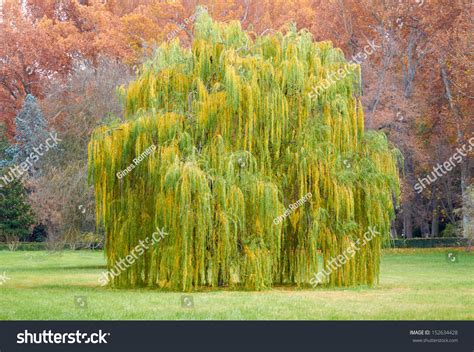 Weeping Willow Tree On Park Autumn Stock Photo 152634428