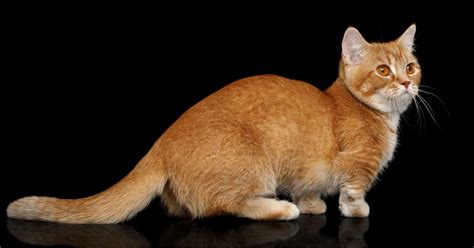 Top 7 Smallest Cat Breeds In The World