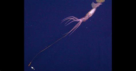 Deep Sea Squids Tentacle Tips Swim On Their Own Cbs News