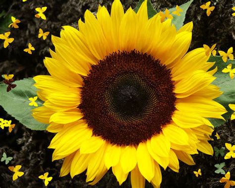 Sunflower Dwarf Sunspot Premier Seeds Direct