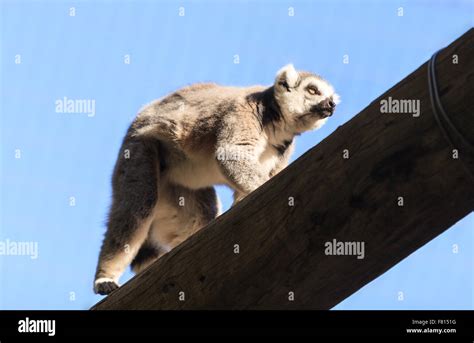 Lemur Lemuroidea Is Endemic To In Madagascar Stock Photo Alamy