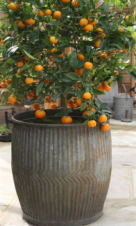 Best Fruits To Grow In Pots Fruits For Containers